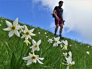 57 Bello camminare tra i narcisi